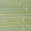 Obrázek z Rohož na stěnu - bambus 70x200 zelená 