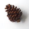 Obrázok z Blue pine - šišky prírodné (20ks)