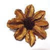 Obrázok z Arjun sunflower - prírodná (25ks)