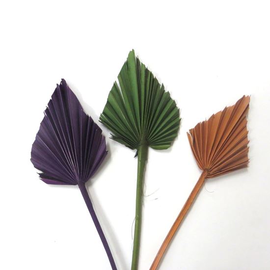 Obrázek z Palm spear - barevný (10ks) 