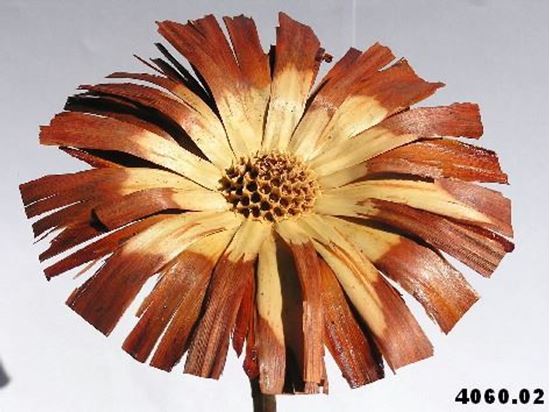 Obrázok z Protea supercut (5ks)