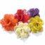 Picture of Luffa deco rose 8cm - barevná (15ks)