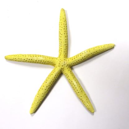 Obrázok z Hviezdica morská ø15cm (zväzok 10 ks) - ŽLTÁ