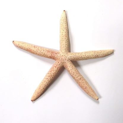 Obrázok z Hviezdica morská ø15cm (bal.5 ks) - farebná
