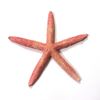 Obrázok z Hviezdica morská ø15cm (bal.5 ks) - farebná