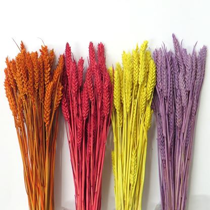Obrázek Grano tarwe (pšenice) - barevná (svazek)