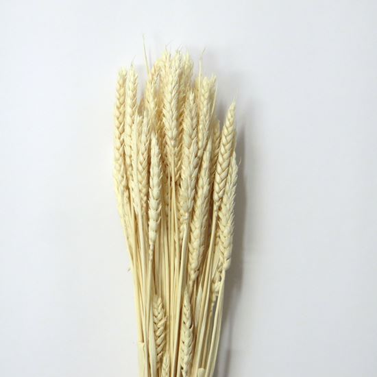 Obrázok z Grano tarwe (pšenica) - bielená (zväzok)